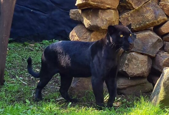 Gramadozoo recebe onça-preta e urubu-rei de zoo do Pará