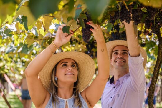 Verão é tempo de Vindima na Serra Gaúcha