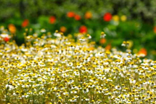 Mátria Parque de Flores lança ingresso válido para seis meses