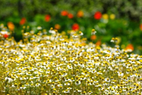 Mátria Parque de Flores lança ingresso válido para seis meses