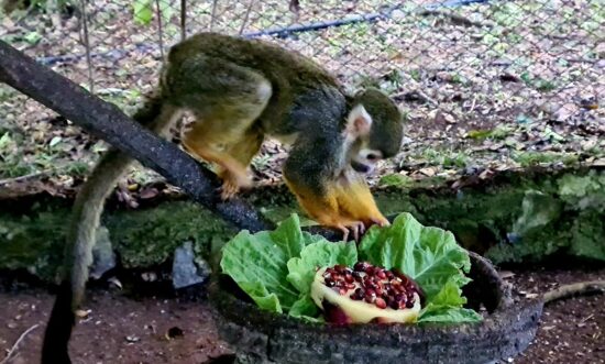 Milho crioulo, polenta e pinhão para aquecer os animais do Gramadozoo