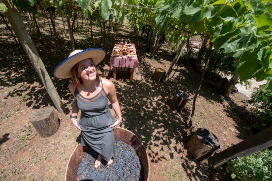 2ª Vindima em Gramado celebra produção de uva, sucos e vinhos