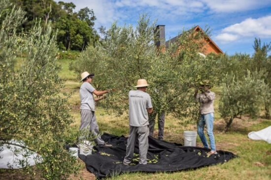 Olivas de Gramado comemora  o crescimento de 100% da sua  colheita de azeitonas