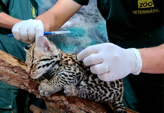 Chá revelação: é fêmea! Filhote de jaguatirica passa por primeira avaliação no GramadoZoo